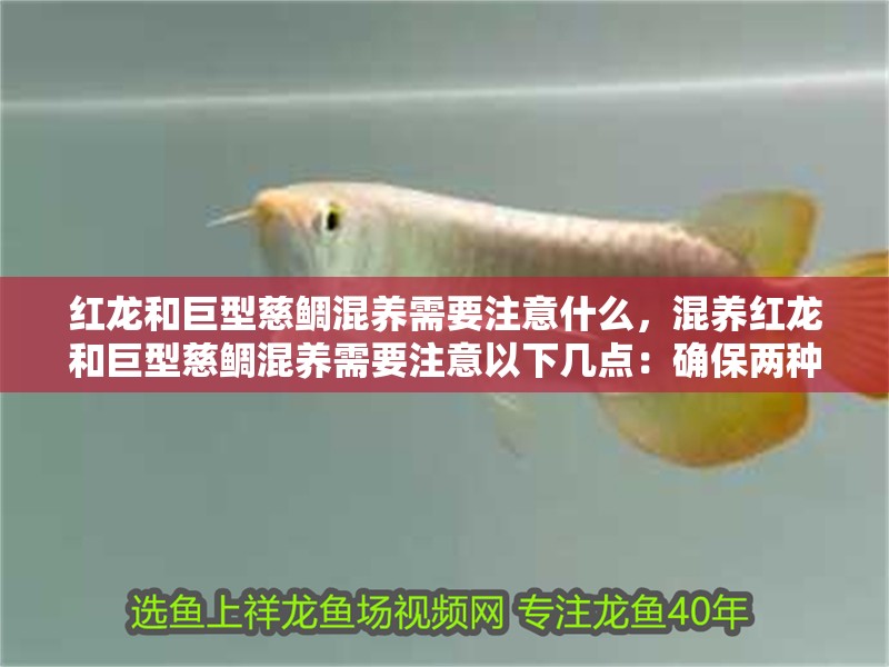 紅龍和巨型慈鯛混養(yǎng)需要注意什么，混養(yǎng)紅龍和巨型慈鯛混養(yǎng)需要注意以下幾點：確保兩種魚類的生活環(huán)境有足夠空間 紅龍和巨型慈鯛混養(yǎng)需要注意什么，混養(yǎng)紅龍和巨型慈鯛混養(yǎng)需要注意以下幾點：確保兩種魚類的生活環(huán)境有足夠空間 龍魚百科