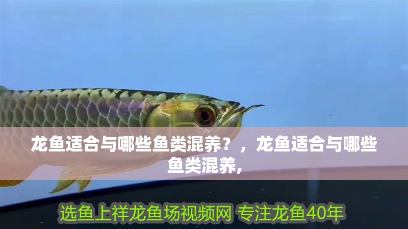 龍魚適合與哪些魚類混養？，龍魚適合與哪些魚類混養, 龍魚適合與哪些魚類混養？，龍魚適合與哪些魚類混養, 龍魚百科
