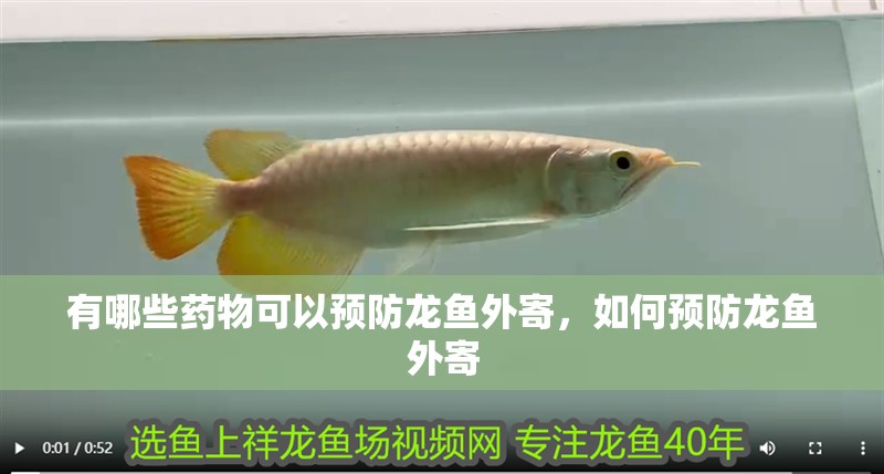 鸚鵡魚和銀龍魚混養怎樣喂食 有哪些藥物可以預防龍魚外寄,如何預防龍魚外寄 龍魚百科 有哪些藥物可以預防龍魚外寄,如何預防龍魚外寄 有哪些藥物可以預防龍魚外寄,如何預防龍魚外寄 龍魚百科