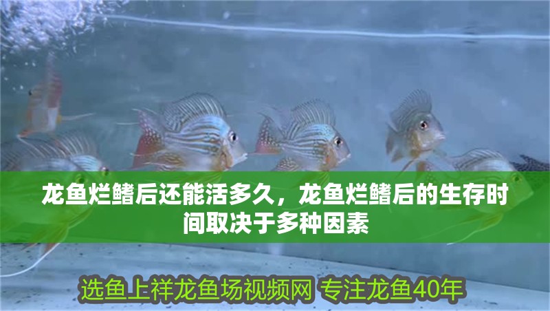 龍魚爛鰭后還能活多久，龍魚爛鰭后的生存時間取決于多種因素 龍魚爛鰭后還能活多久，龍魚爛鰭后的生存時間取決于多種因素 龍魚百科