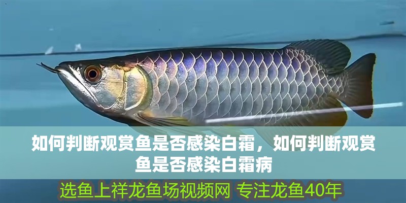 如何判斷觀賞魚是否感染白霜，如何判斷觀賞魚是否感染白霜病 如何判斷觀賞魚是否感染白霜，如何判斷觀賞魚是否感染白霜病 龍魚百科