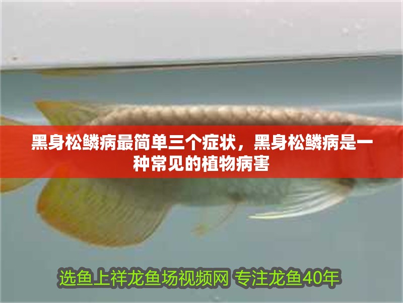 紅龍魚用黃燈烤有用嗎 黑身松鱗病最簡單三個癥狀,黑身松鱗病是一種常見的植物病害 龍魚百科 黑身松鱗病最簡單三個癥狀,黑身松鱗病是一種常見的植物病害 黑身松鱗病最簡單三個癥狀,黑身松鱗病是一種常見的植物病害 龍魚百科