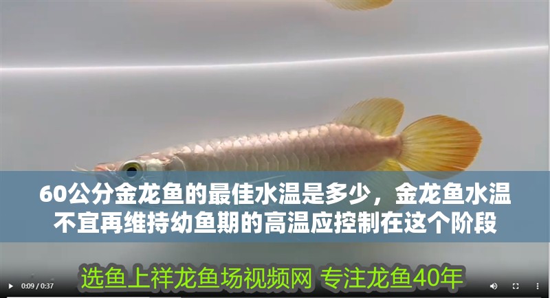 60公分金龍魚的最佳水溫是多少，金龍魚水溫不宜再維持幼魚期的高溫應控制在這個階段 60公分金龍魚的最佳水溫是多少，金龍魚水溫不宜再維持幼魚期的高溫應控制在這個階段 龍魚百科