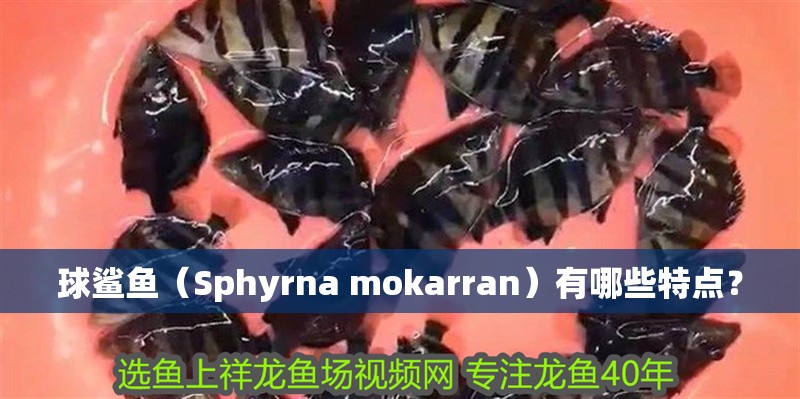 龍魚干蝦有營養嗎 球鯊魚(Sphyrna mokarran)有哪些特點? 龍魚百科 球鯊魚(Sphyrna mokarran)有哪些特點? 球鯊魚(Sphyrna mokarran)有哪些特點? 龍魚百科