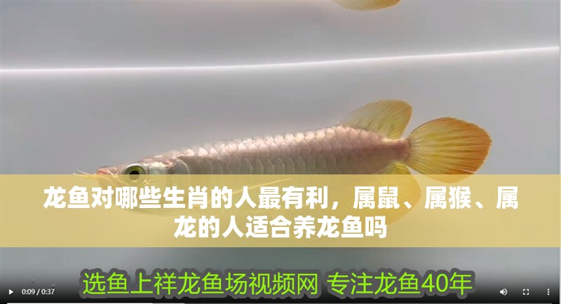 龍魚對哪些生肖的人最有利，屬鼠、屬猴、屬龍的人適合養龍魚嗎 龍魚對哪些生肖的人最有利，屬鼠、屬猴、屬龍的人適合養龍魚嗎 龍魚百科
