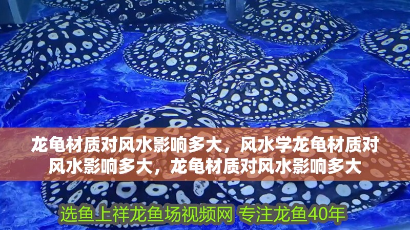 龍龜材質對風水影響多大，風水學龍龜材質對風水影響多大，龍龜材質對風水影響多大