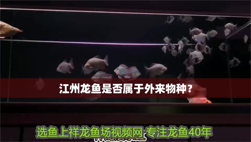 江州龍魚是否屬于外來物種？ 江州龍魚是否屬于外來物種？ 龍魚百科