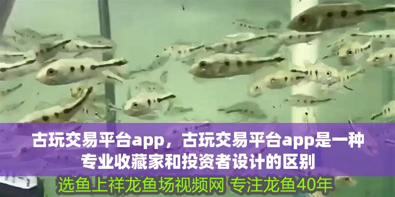 新到家的小虎魚 古玩交易平臺app,古玩交易平臺app是一種專業收藏家和投資者設計的區別 龍魚百科 古玩交易平臺app,古玩交易平臺app是一種專業收藏家和投資者設計的區別 古玩交易平臺app,古玩交易平臺app是一種專業收藏家和投資者設計的區別 龍魚百科