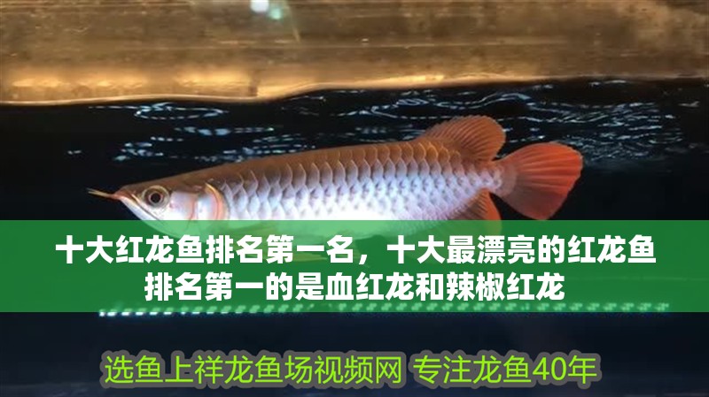 十大紅龍魚排名第一名，十大最漂亮的紅龍魚排名第一的是血紅龍和辣椒紅龍