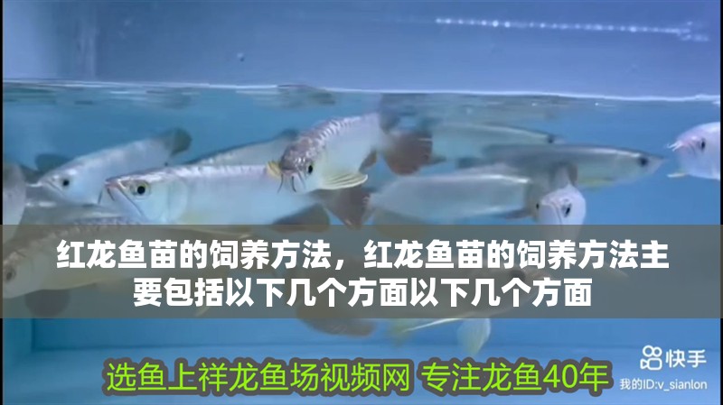 紅龍魚苗的飼養方法，紅龍魚苗的飼養方法主要包括以下幾個方面以下幾個方面