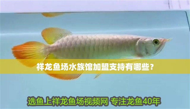 魚缸過濾器選購指南:自制魚缸過濾器魚缸上置過濾器對于養魚愛好者的必備知識 祥龍魚場水族館加盟支持有哪些? 龍魚百科 祥龍魚場水族館加盟支持有哪些? 祥龍魚場水族館加盟支持有哪些? 龍魚百科