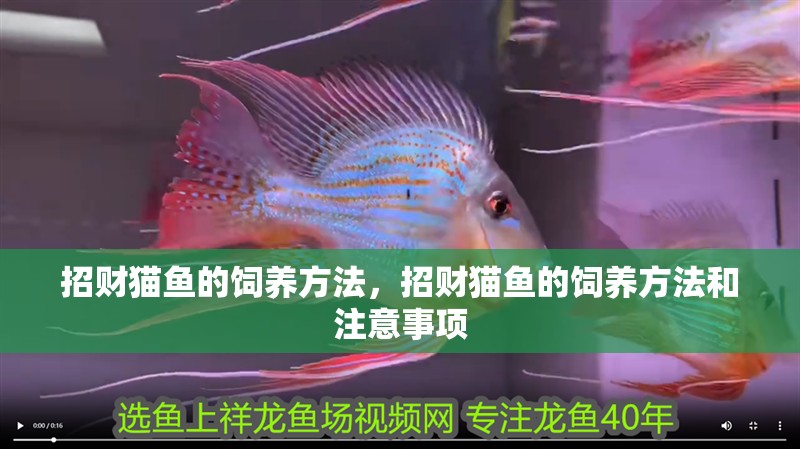紅龍魚用黃燈烤有用嗎 招財貓魚的飼養方法,招財貓魚的飼養方法和注意事項 龍魚百科 招財貓魚的飼養方法,招財貓魚的飼養方法和注意事項 招財貓魚的飼養方法,招財貓魚的飼養方法和注意事項 龍魚百科