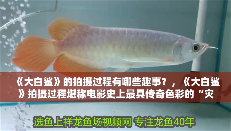 《大白鯊》的拍攝過程有哪些趣事？，《大白鯊》拍攝過程堪稱電影史上最具傳奇色彩的“災難現場” 《大白鯊》的拍攝過程有哪些趣事？，《大白鯊》拍攝過程堪稱電影史上最具傳奇色彩的“災難現場” 龍魚百科