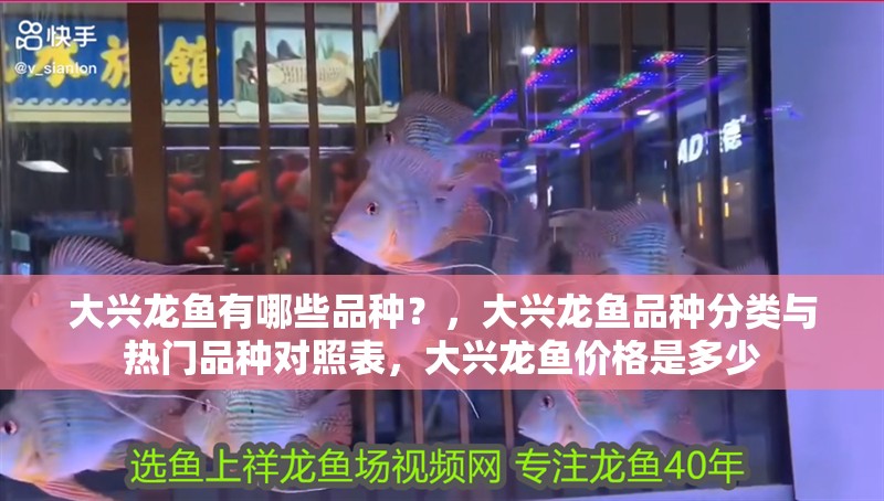 大興龍魚有哪些品種？，大興龍魚品種分類與熱門品種對照表，大興龍魚價格是多少 大興龍魚有哪些品種？，大興龍魚品種分類與熱門品種對照表，大興龍魚價格是多少 龍魚百科