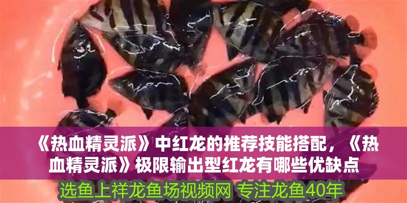 紅龍魚用黃燈烤有用嗎 《熱血精靈派》中紅龍的推薦技能搭配,《熱血精靈派》極限輸出型紅龍有哪些優(yōu)缺點 龍魚百科 《熱血精靈派》中紅龍的推薦技能搭配,《熱血精靈派》極限輸出型紅龍有哪些優(yōu)缺點 《熱血精靈派》中紅龍的推薦技能搭配,《熱血精靈派》極限輸出型紅龍有哪些優(yōu)缺點 龍魚百科