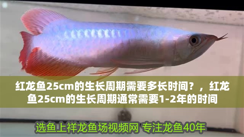 龍魚干蝦有營養嗎 紅龍魚25cm的生長周期需要多長時間?,紅龍魚25cm的生長周期通常需要1-2年的時間 龍魚百科 紅龍魚25cm的生長周期需要多長時間?,紅龍魚25cm的生長周期通常需要1-2年的時間 紅龍魚25cm的生長周期需要多長時間?,紅龍魚25cm的生長周期通常需要1-2年的時間 龍魚百科