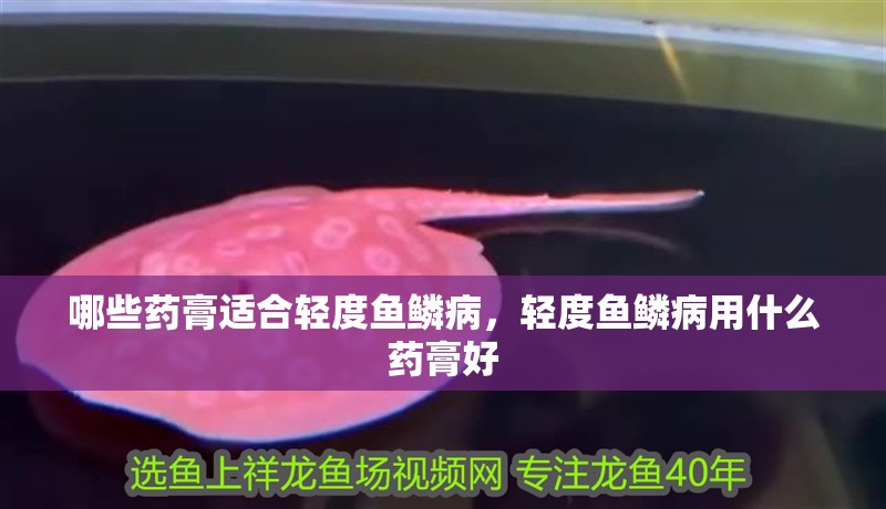 哪些藥膏適合輕度魚鱗病，輕度魚鱗病用什么藥膏好 哪些藥膏適合輕度魚鱗病，輕度魚鱗病用什么藥膏好 龍魚百科