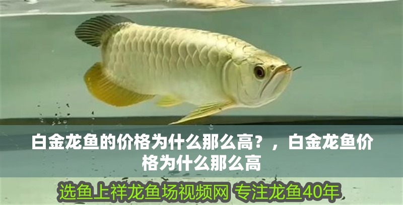 魚缸用增氧泵價格是多少:魚缸增氧機-xtrac增氧機-xtrac增氧機 白金龍魚的價格為什么那么高?,白金龍魚價格為什么那么高 龍魚百科 白金龍魚的價格為什么那么高?,白金龍魚價格為什么那么高 白金龍魚的價格為什么那么高?,白金龍魚價格為什么那么高 龍魚百科