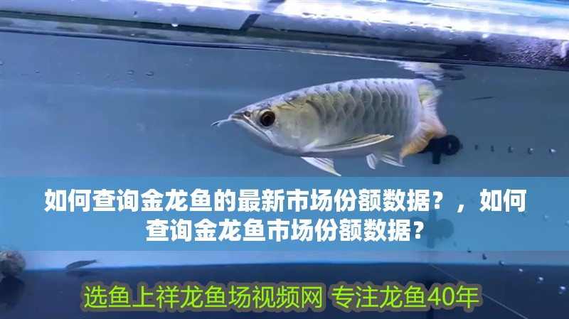 如何查詢金龍魚的最新市場份額數(shù)據(jù)？，如何查詢金龍魚市場份額數(shù)據(jù)？ 如何查詢金龍魚的最新市場份額數(shù)據(jù)？，如何查詢金龍魚市場份額數(shù)據(jù)？ 龍魚百科