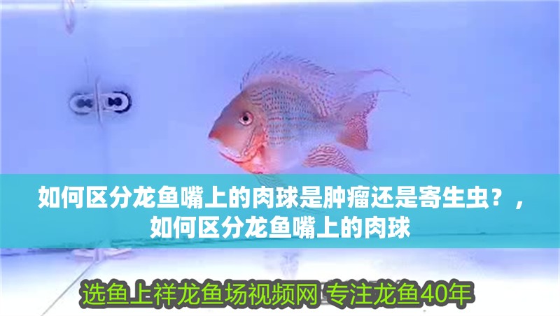 如何區(qū)分龍魚嘴上的肉球是腫瘤還是寄生蟲？，如何區(qū)分龍魚嘴上的肉球 如何區(qū)分龍魚嘴上的肉球是腫瘤還是寄生蟲？，如何區(qū)分龍魚嘴上的肉球 龍魚百科