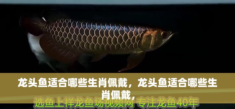 龍頭魚適合哪些生肖佩戴，龍頭魚適合哪些生肖佩戴， 龍頭魚適合哪些生肖佩戴，龍頭魚適合哪些生肖佩戴， 龍魚百科
