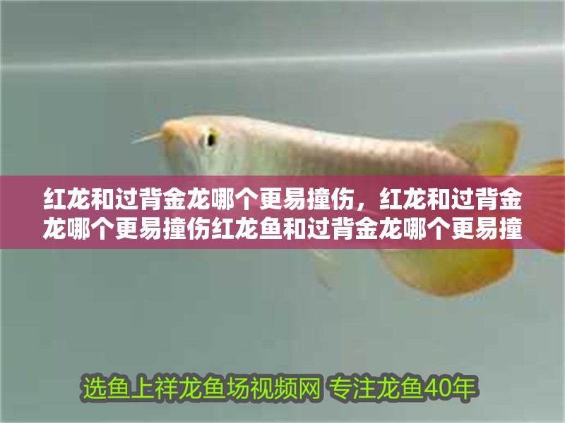 紅龍和過背金龍哪個更易撞傷，紅龍和過背金龍哪個更易撞傷紅龍魚和過背金龍哪個更易撞傷