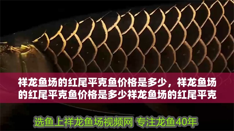 祥龍魚場的紅尾平克魚價格是多少，祥龍魚場的紅尾平克魚價格是多少祥龍魚場的紅尾平克魚價格是多少 祥龍魚場的紅尾平克魚價格是多少，祥龍魚場的紅尾平克魚價格是多少祥龍魚場的紅尾平克魚價格是多少 龍魚百科