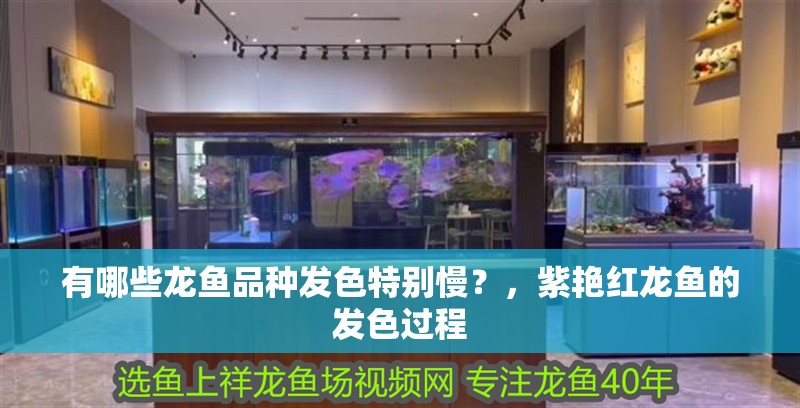 有哪些龍魚品種發(fā)色特別慢？，紫艷紅龍魚的發(fā)色過程
