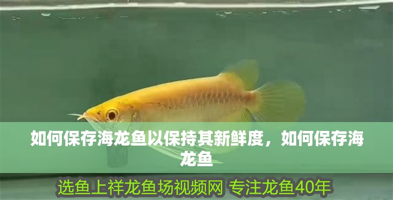 如何保存海龍魚以保持其新鮮度，如何保存海龍魚