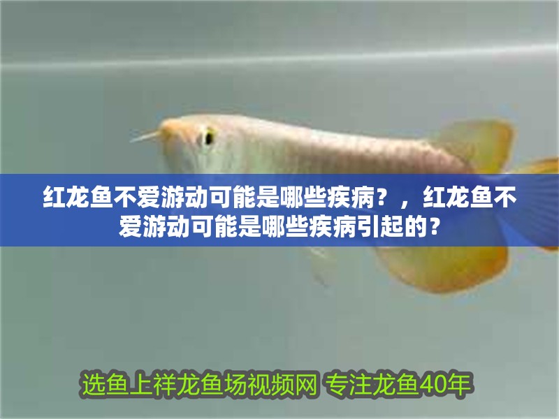 龍魚怕什么 紅龍魚不愛游動可能是哪些疾病?,紅龍魚不愛游動可能是哪些疾病引起的? 龍魚百科 紅龍魚不愛游動可能是哪些疾病?,紅龍魚不愛游動可能是哪些疾病引起的? 紅龍魚不愛游動可能是哪些疾病?,紅龍魚不愛游動可能是哪些疾病引起的? 龍魚百科