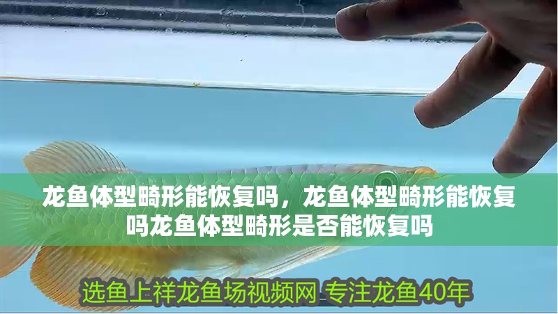 龍魚體型畸形能恢復嗎，龍魚體型畸形能恢復嗎龍魚體型畸形是否能恢復嗎 龍魚體型畸形能恢復嗎，龍魚體型畸形能恢復嗎龍魚體型畸形是否能恢復嗎 龍魚百科