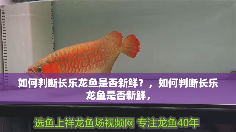 魚缸造景先放沙還是先放水(魚缸造景先鋪沙還是先放石頭) 如何判斷長樂龍魚是否新鮮?,如何判斷長樂龍魚是否新鮮, 龍魚百科 如何判斷長樂龍魚是否新鮮?,如何判斷長樂龍魚是否新鮮, 如何判斷長樂龍魚是否新鮮?,如何判斷長樂龍魚是否新鮮, 龍魚百科