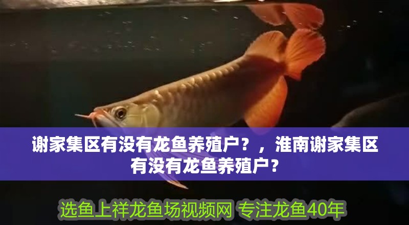 謝家集區(qū)有沒(méi)有龍魚(yú)養(yǎng)殖戶？，淮南謝家集區(qū)有沒(méi)有龍魚(yú)養(yǎng)殖戶？ 謝家集區(qū)有沒(méi)有龍魚(yú)養(yǎng)殖戶？，淮南謝家集區(qū)有沒(méi)有龍魚(yú)養(yǎng)殖戶？ 龍魚(yú)百科