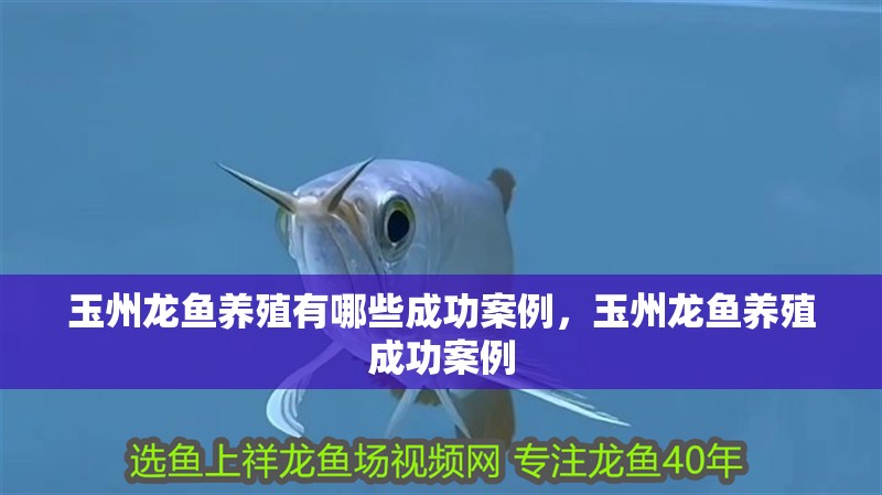 虎魚天天黑來點赤瞳黃金 玉州龍魚養殖有哪些成功案例,玉州龍魚養殖成功案例 龍魚百科 玉州龍魚養殖有哪些成功案例,玉州龍魚養殖成功案例 玉州龍魚養殖有哪些成功案例,玉州龍魚養殖成功案例 龍魚百科