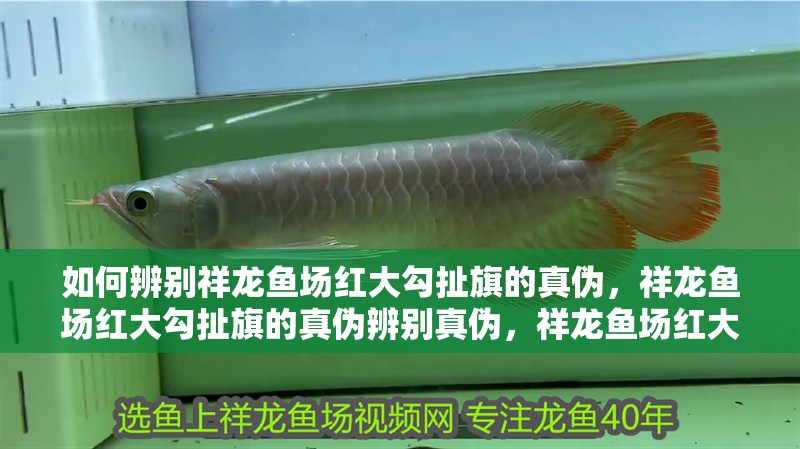 如何辨別祥龍魚場紅大勾扯旗的真偽，祥龍魚場紅大勾扯旗的真偽辨別真偽，祥龍魚場紅大勾扯旗的真偽 如何辨別祥龍魚場紅大勾扯旗的真偽，祥龍魚場紅大勾扯旗的真偽辨別真偽，祥龍魚場紅大勾扯旗的真偽 龍魚百科