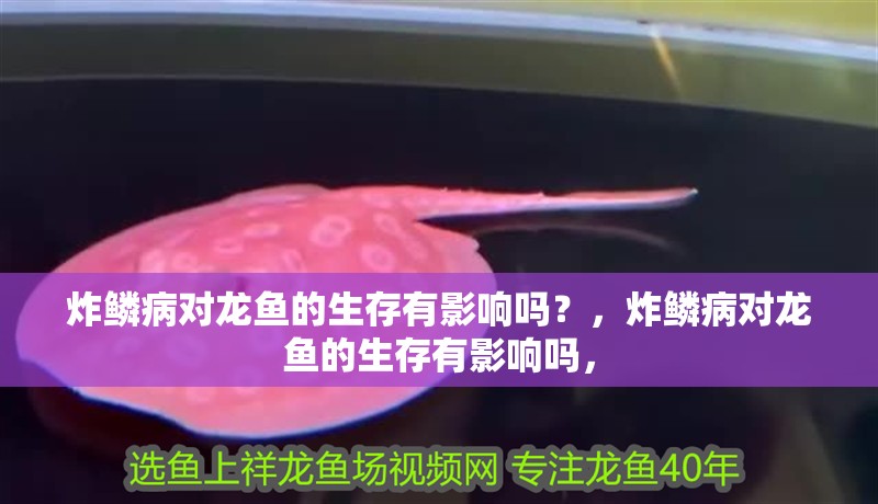 炸鱗病對龍魚的生存有影響嗎？，炸鱗病對龍魚的生存有影響嗎，