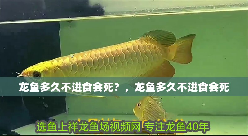 龍魚多久不進食會死？，龍魚多久不進食會死 龍魚多久不進食會死？，龍魚多久不進食會死 龍魚百科