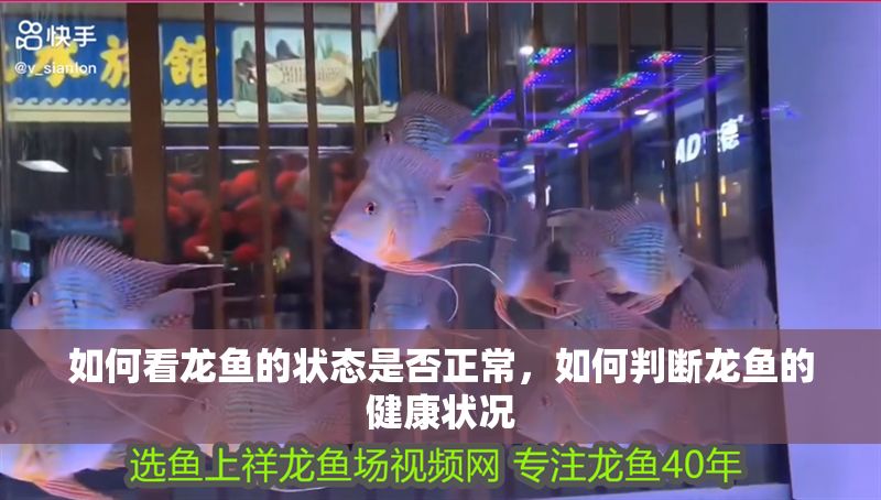 如何看龍魚的狀態是否正常，如何判斷龍魚的健康狀況 如何看龍魚的狀態是否正常，如何判斷龍魚的健康狀況 龍魚百科 第2張