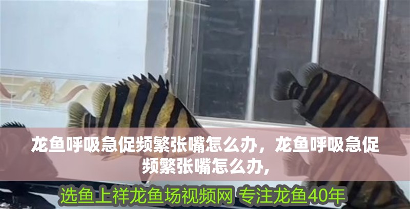 龍魚呼吸急促頻繁張嘴怎么辦，龍魚呼吸急促頻繁張嘴怎么辦, 龍魚呼吸急促頻繁張嘴怎么辦，龍魚呼吸急促頻繁張嘴怎么辦, 龍魚百科