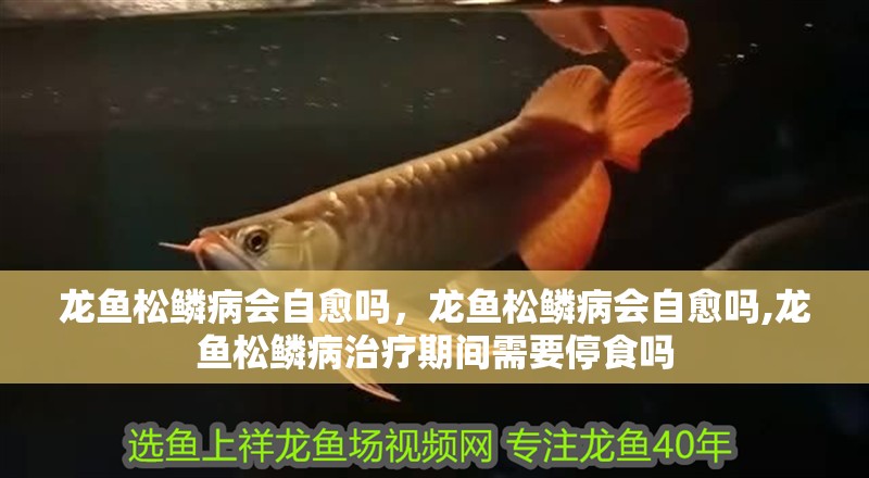 龍魚松鱗病會自愈嗎，龍魚松鱗病會自愈嗎,龍魚松鱗病治療期間需要停食嗎