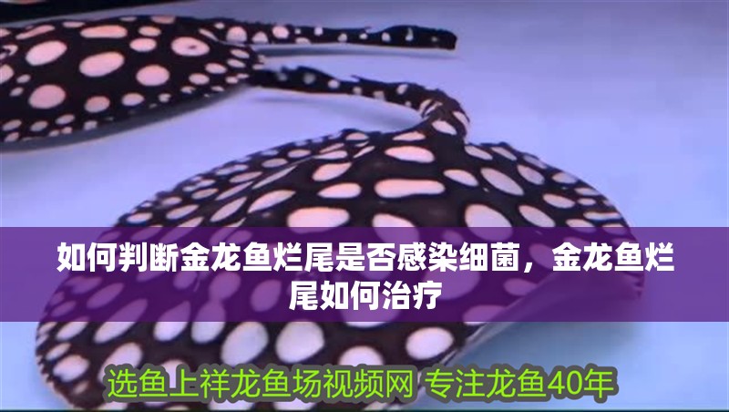 如何判斷金龍魚爛尾是否感染細菌，金龍魚爛尾如何治療 如何判斷金龍魚爛尾是否感染細菌，金龍魚爛尾如何治療 龍魚百科