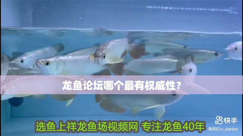 龍魚論壇哪個最有權威性？