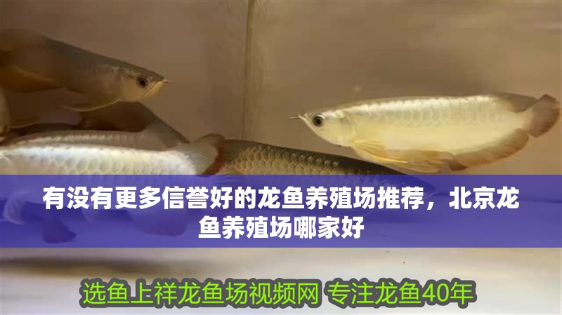 有沒有更多信譽好的龍魚養殖場推薦，北京龍魚養殖場哪家好 有沒有更多信譽好的龍魚養殖場推薦，北京龍魚養殖場哪家好 龍魚百科
