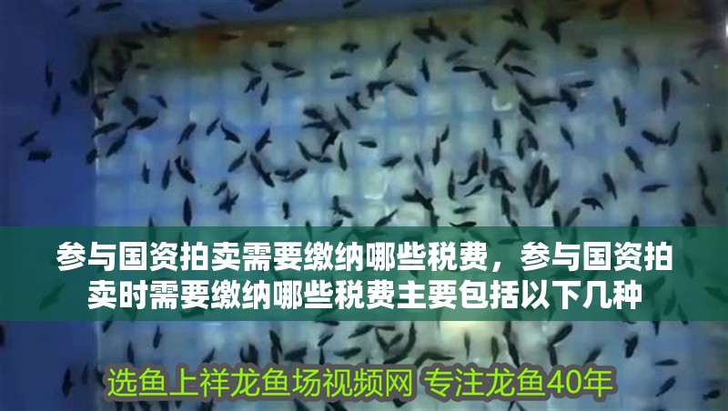 魚缸用增氧泵價格是多少:魚缸增氧機-xtrac增氧機-xtrac增氧機 參與國資拍賣需要繳納哪些稅費,參與國資拍賣時需要繳納哪些稅費主要包括以下幾種 龍魚百科 參與國資拍賣需要繳納哪些稅費,參與國資拍賣時需要繳納哪些稅費主要包括以下幾種 參與國資拍賣需要繳納哪些稅費,參與國資拍賣時需要繳納哪些稅費主要包括以下幾種 龍魚百科