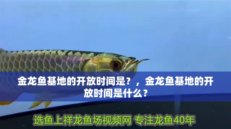 金龍魚基地的開放時間是？，金龍魚基地的開放時間是什么？ 金龍魚基地的開放時間是？，金龍魚基地的開放時間是什么？ 龍魚百科