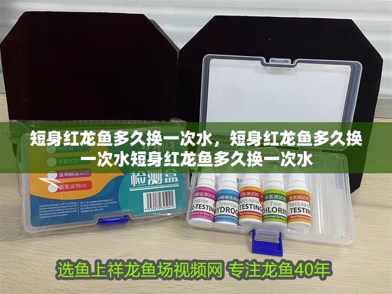 短身紅龍魚多久換一次水，短身紅龍魚多久換一次水短身紅龍魚多久換一次水 短身紅龍魚多久換一次水，短身紅龍魚多久換一次水短身紅龍魚多久換一次水 龍魚百科