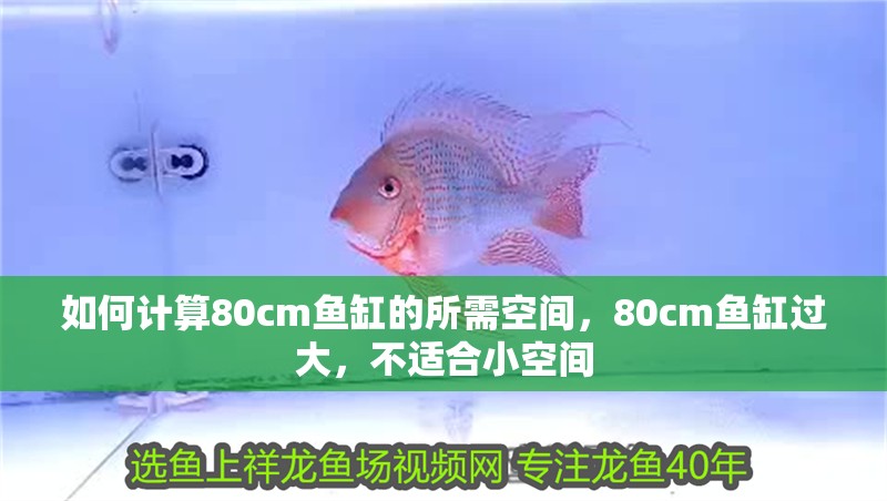 如何計算80cm魚缸的所需空間，80cm魚缸過大，不適合小空間 如何計算80cm魚缸的所需空間，80cm魚缸過大，不適合小空間 龍魚百科