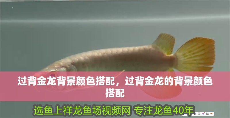 過背金龍背景顏色搭配，過背金龍的背景顏色搭配