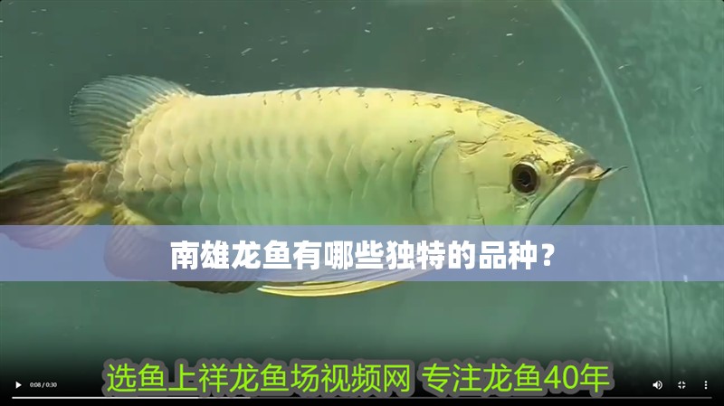 南雄龍魚有哪些獨特的品種？ 南雄龍魚有哪些獨特的品種？ 龍魚百科