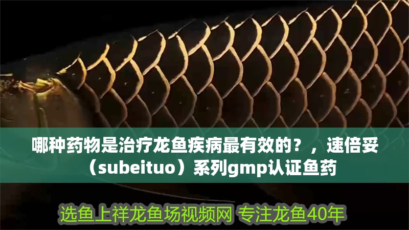 哪種藥物是治療龍魚疾病最有效的？，速倍妥（subeituo）系列gmp認證魚藥